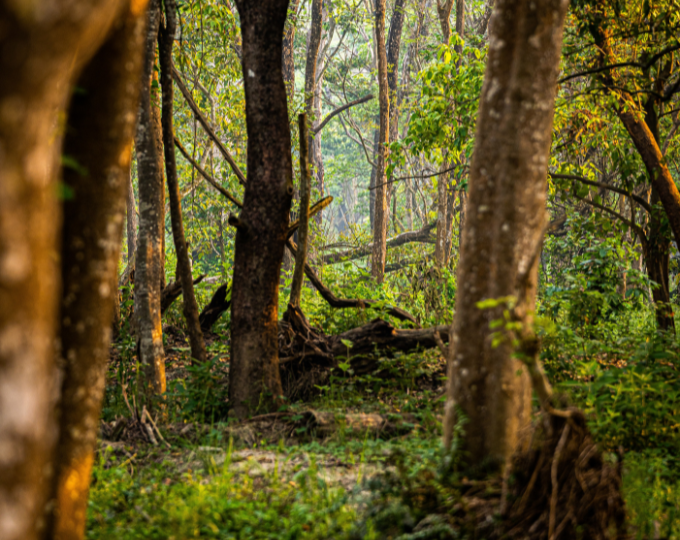 A shot of the lush forest in Chitwan National Park - GapGuru
