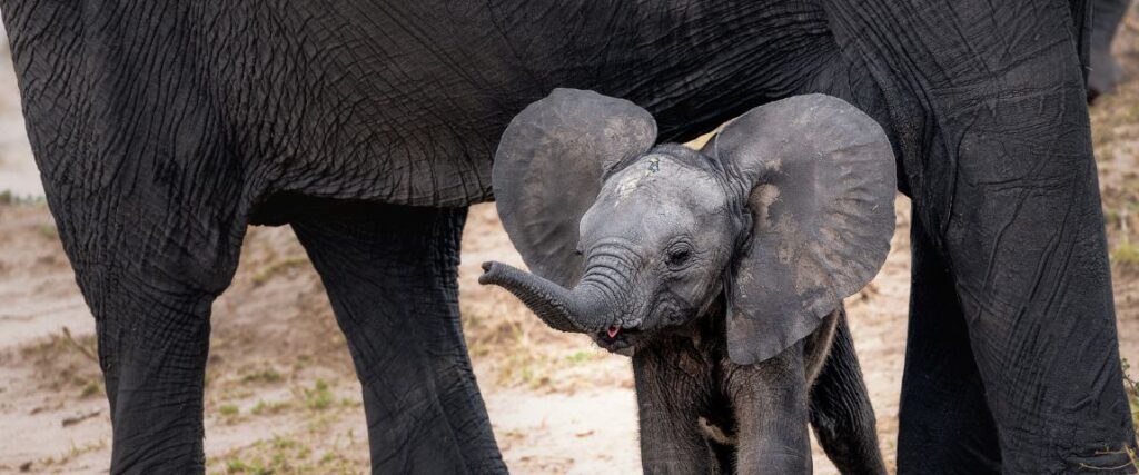 A baby elephant raising its trunk while standing under its mother's legs - GapGuru