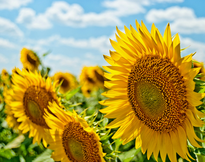 Sunflowers - GapGuru