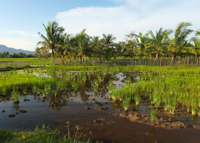 A lush wetland scene in Kampot, Cambodia - GapGuru