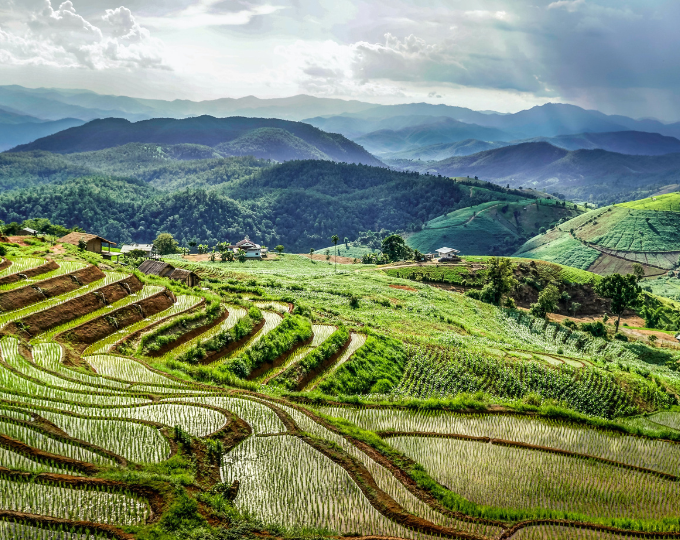 Paddy fields on a hilly Thai countryside - GapGuru