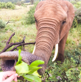 An Elephant at an elephant sanctuary - GapGuru