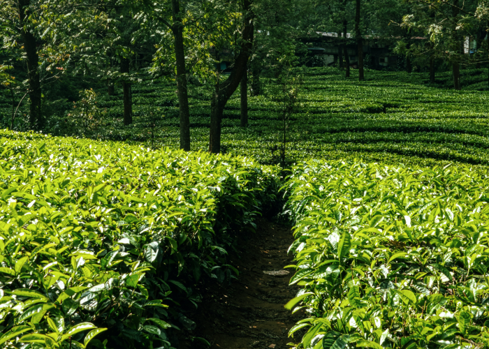 Lush green tea gardens in Palampur, India - Gap Guru