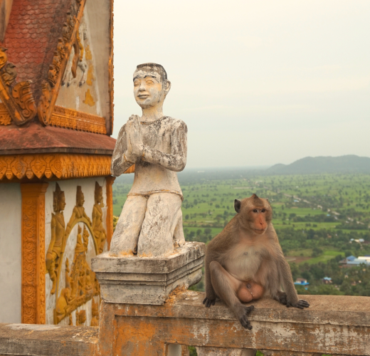 Temple Monkey
